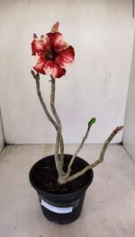 Planta Simples 3146 – 30cm – 03 anos - Imagem 2