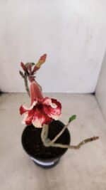 Planta Simples 3146 – 30cm – 03 anos - Imagem 5