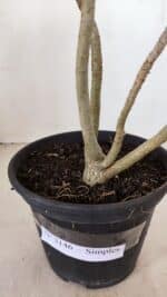 Planta Simples 3146 – 30cm – 03 anos - Imagem 4