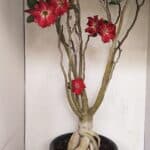 Planta Simples 3147 – 65cm – 05 anos