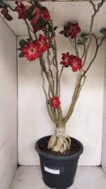 Planta Simples 3147 – 65cm – 05 anos