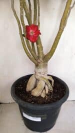 Planta Simples 3147 – 65cm – 05 anos - Imagem 6