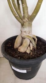 Planta Simples 3147 – 65cm – 05 anos - Imagem 8