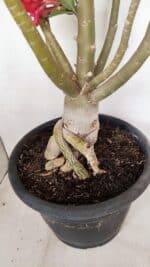 Planta Simples 3147 – 65cm – 05 anos - Imagem 12