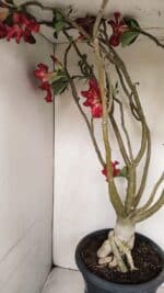 Planta Simples 3147 – 65cm – 05 anos - Imagem 11