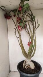 Planta Simples 3147 – 65cm – 05 anos - Imagem 10