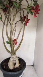 Planta Simples 3147 – 65cm – 05 anos - Imagem 9