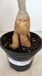 Planta Simples 3148 – 40cm – 03 anos - Imagem 9