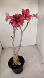 Planta Simples 3148 – 40cm – 03 anos - Imagem 8