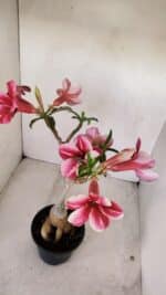 Planta Simples 3148 – 40cm – 03 anos - Imagem 6