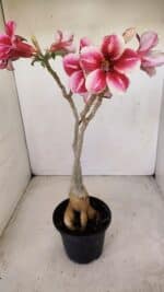 Planta Simples 3148 – 40cm – 03 anos - Imagem 5