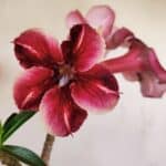 Planta Simples 3148 – 40cm – 03 anos