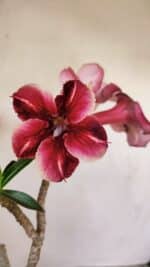 Planta Simples 3148 – 40cm – 03 anos