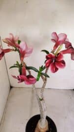 Planta Simples 3148 – 40cm – 03 anos - Imagem 4