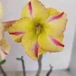 Planta Simples 3149 – 30cm – 03 anos