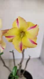 Planta Simples 3149 – 30cm – 03 anos