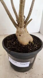 Planta Simples 3149 – 30cm – 03 anos - Imagem 5