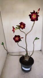 Planta Simples 3150 – 35cm – 03 anos - Imagem 2