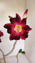 Planta Simples 3150 – 35cm – 03 anos