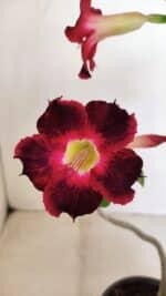 Planta Simples 3150 – 35cm – 03 anos - Imagem 4