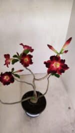 Planta Simples 3150 – 35cm – 03 anos - Imagem 5