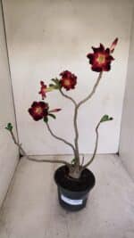 Planta Simples 3150 – 35cm – 03 anos - Imagem 8