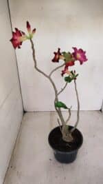 Planta Simples 3150 – 35cm – 03 anos - Imagem 7