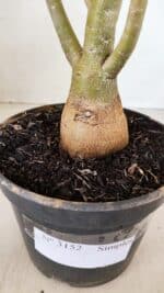 Planta Simples 3152 – 35cm – 03 anos - Imagem 6