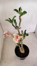 Planta Simples 3152 – 35cm – 03 anos - Imagem 5