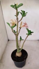 Planta Simples 3152 – 35cm – 03 anos - Imagem 4