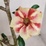 Planta Simples 3152 – 35cm – 03 anos