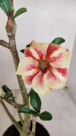 Planta Simples 3152 – 35cm – 03 anos