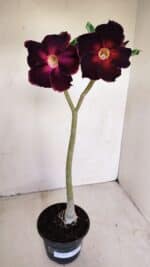 Planta Simples 3153 – 35cm – 03 anos - Imagem 2