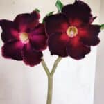 Planta Simples 3153 – 35cm – 03 anos