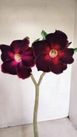 Planta Simples 3153 – 35cm – 03 anos