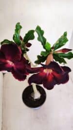 Planta Simples 3153 – 35cm – 03 anos - Imagem 4