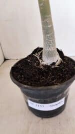 Planta Simples 3153 – 35cm – 03 anos - Imagem 7