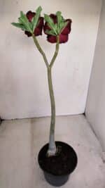 Planta Simples 3153 – 35cm – 03 anos - Imagem 6