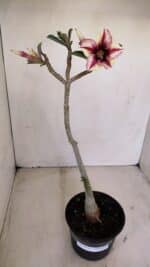 Planta Simples 3154 – 30cm – 02 anos - Imagem 2