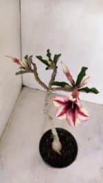 Planta Simples 3154 – 30cm – 02 anos - Imagem 4