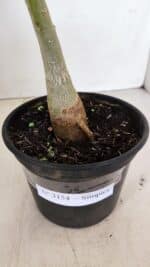 Planta Simples 3154 – 30cm – 02 anos - Imagem 6