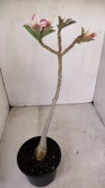 Planta Simples 3154 – 30cm – 02 anos - Imagem 5