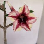 Planta Simples 3154 – 30cm – 02 anos