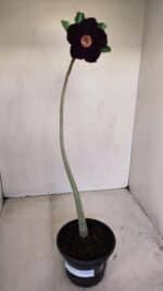 Planta Simples 3155 – 30cm – 02 anos - Imagem 2