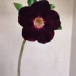 Planta Simples 3155 – 30cm – 02 anos