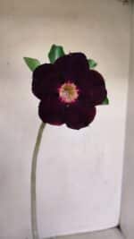 Planta Simples 3155 – 30cm – 02 anos