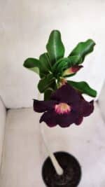 Planta Simples 3155 – 30cm – 02 anos - Imagem 4