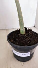 Planta Simples 3155 – 30cm – 02 anos - Imagem 6