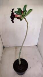 Planta Simples 3155 – 30cm – 02 anos - Imagem 5