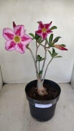 Planta Simples 3156 – 40cm – 03 anos - Imagem 2